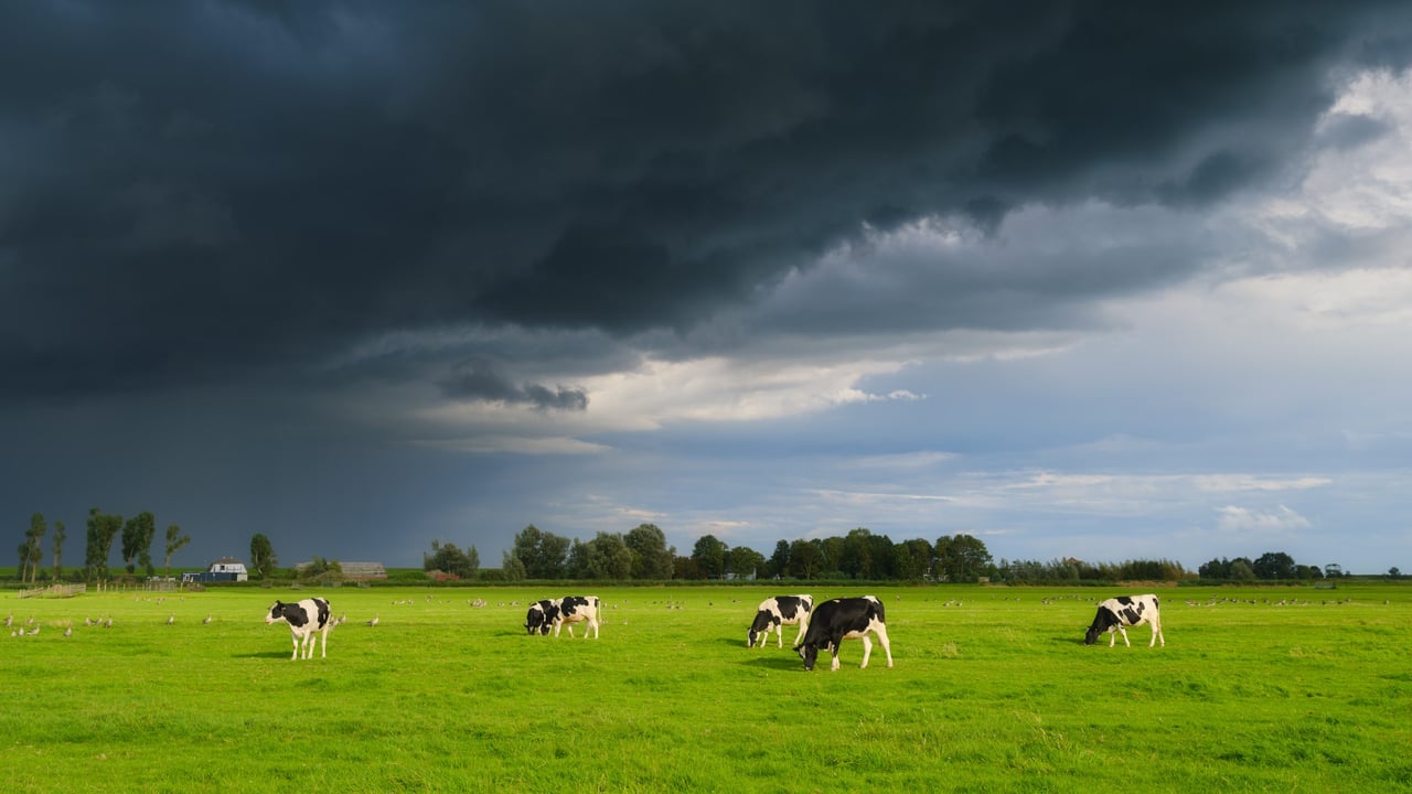 TB: Failed roadmaps, new action plan and farmers in despair - what's next?