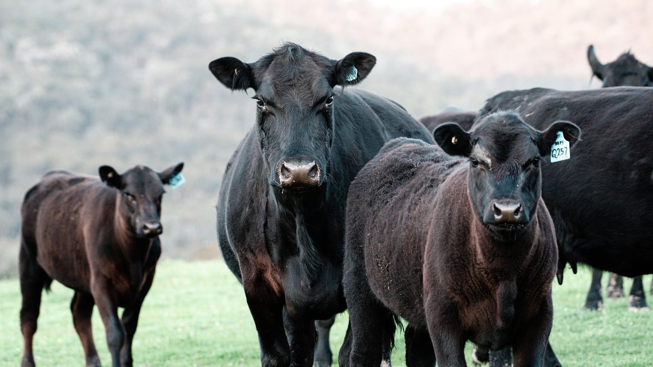 Gorman: CAP remains 'absolutely pivotal' to livestock farming