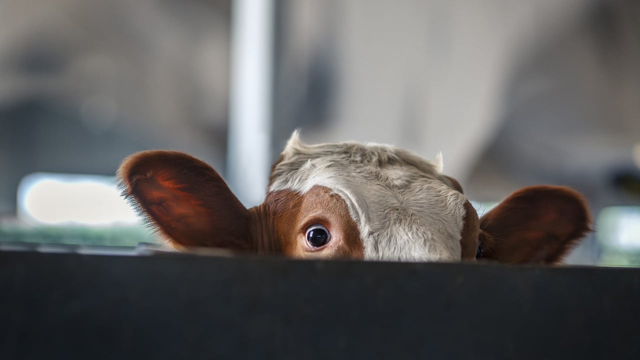 TB in focus: Record high reactors, soaring costs and the impact on farmers