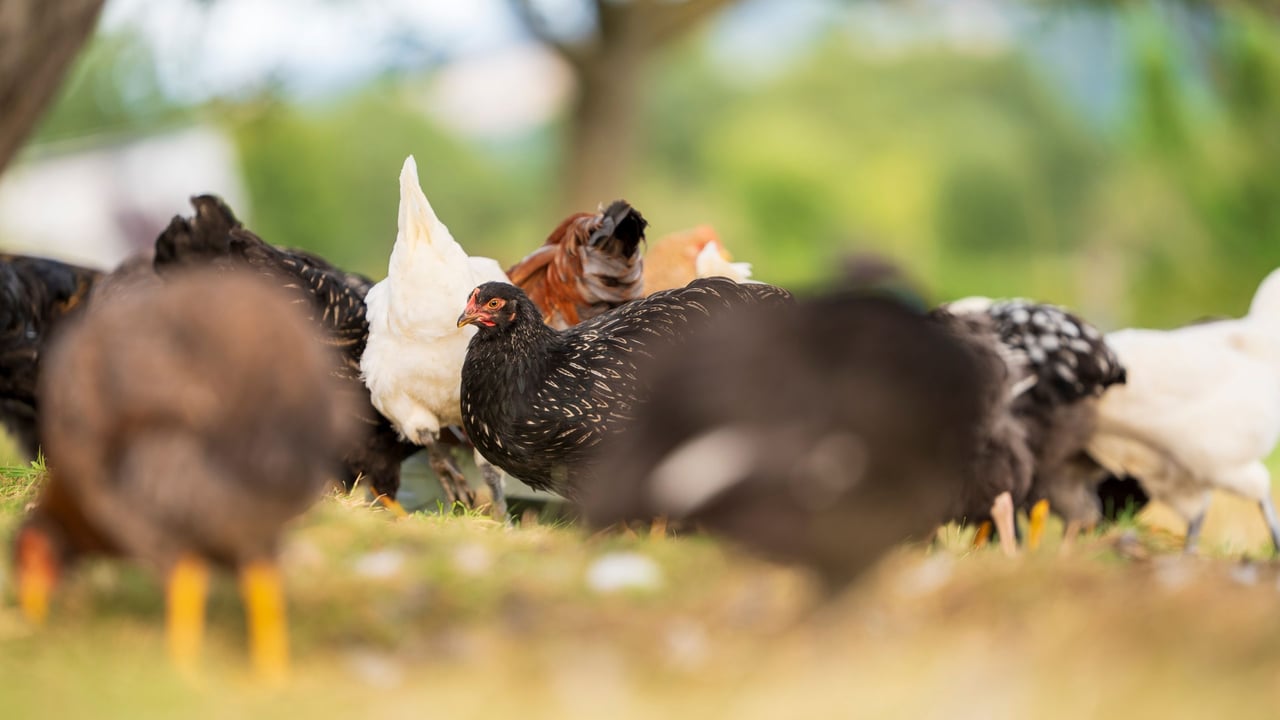 Bird flu case detected in Donegal backyard flock