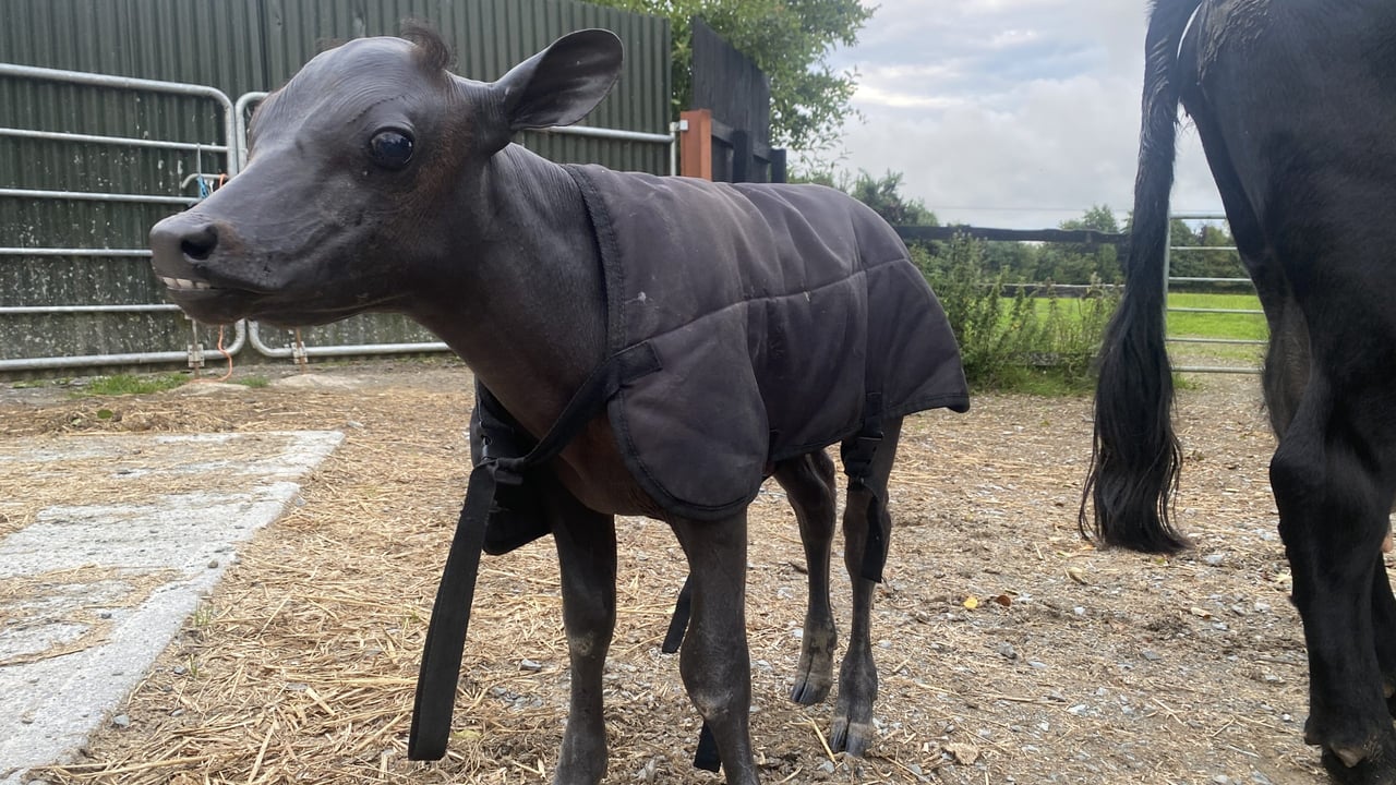 Meet the bald Co. Louth Dexter calf