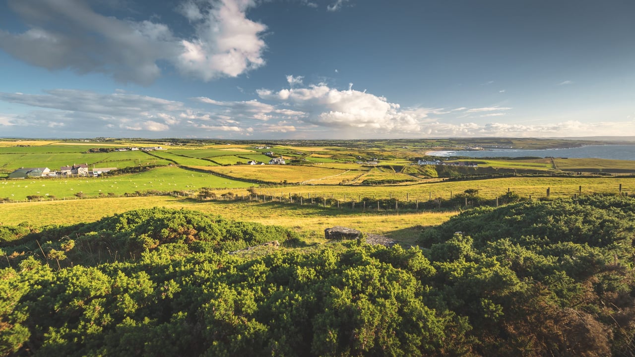 Farm scheme appeals down by over a fifth in 2024 - report