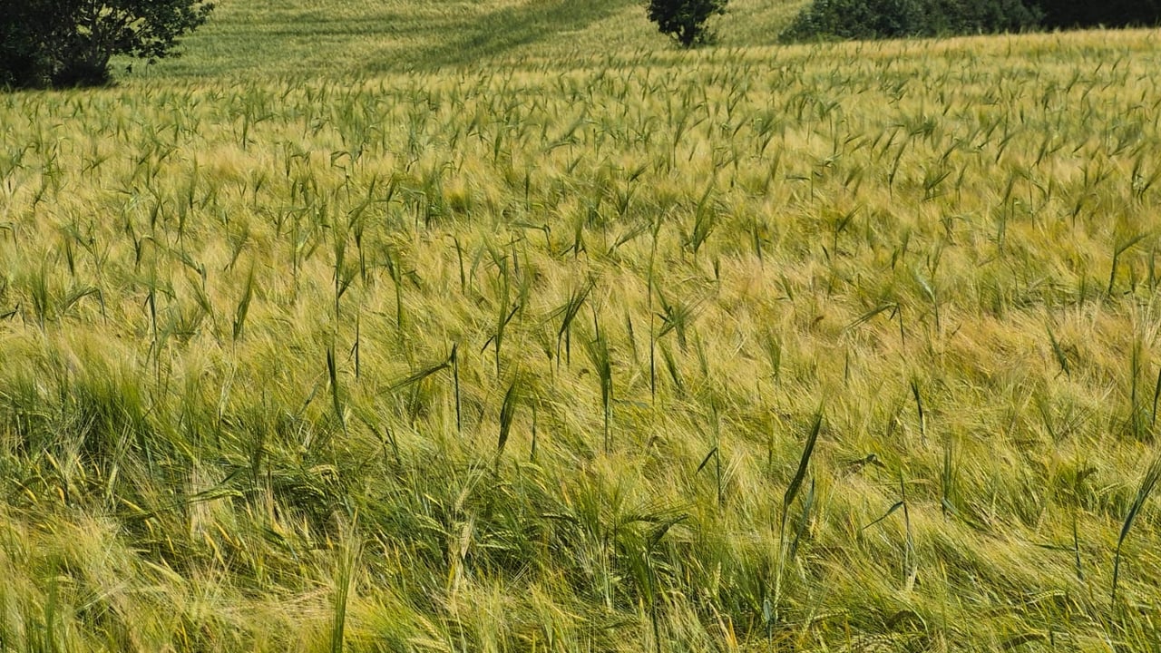 Six-row winter barley plants growing through a crop of two-row malting barley in Co Wexford