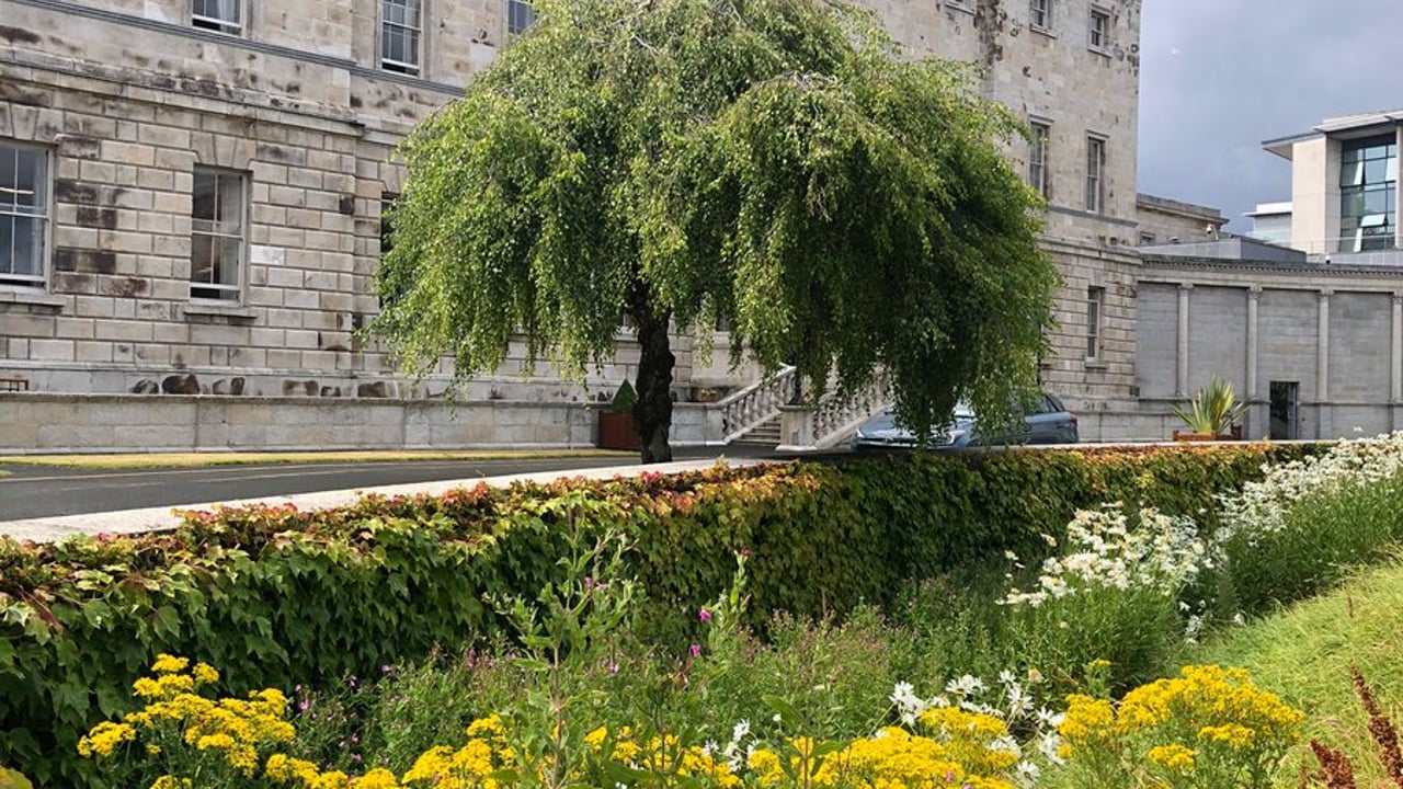 Ragwort growing outside Leinster House Source:
@carthy_aubrey