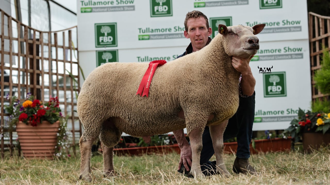 ICM to sponsor 3 sheep classes at Tullamore Show