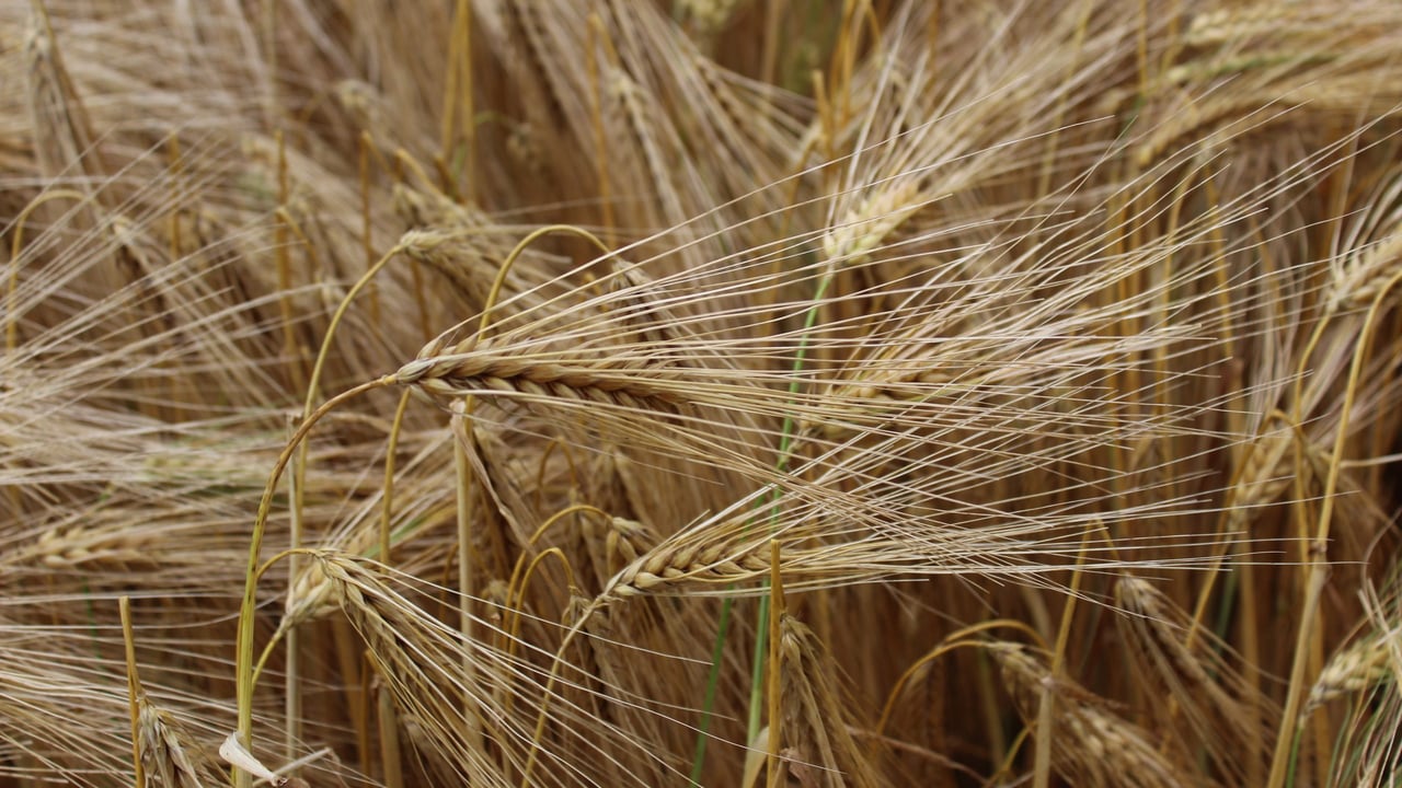 BYDV tolerance trials 'add up to 0.2t/ac' to winter barley yields - agronomist