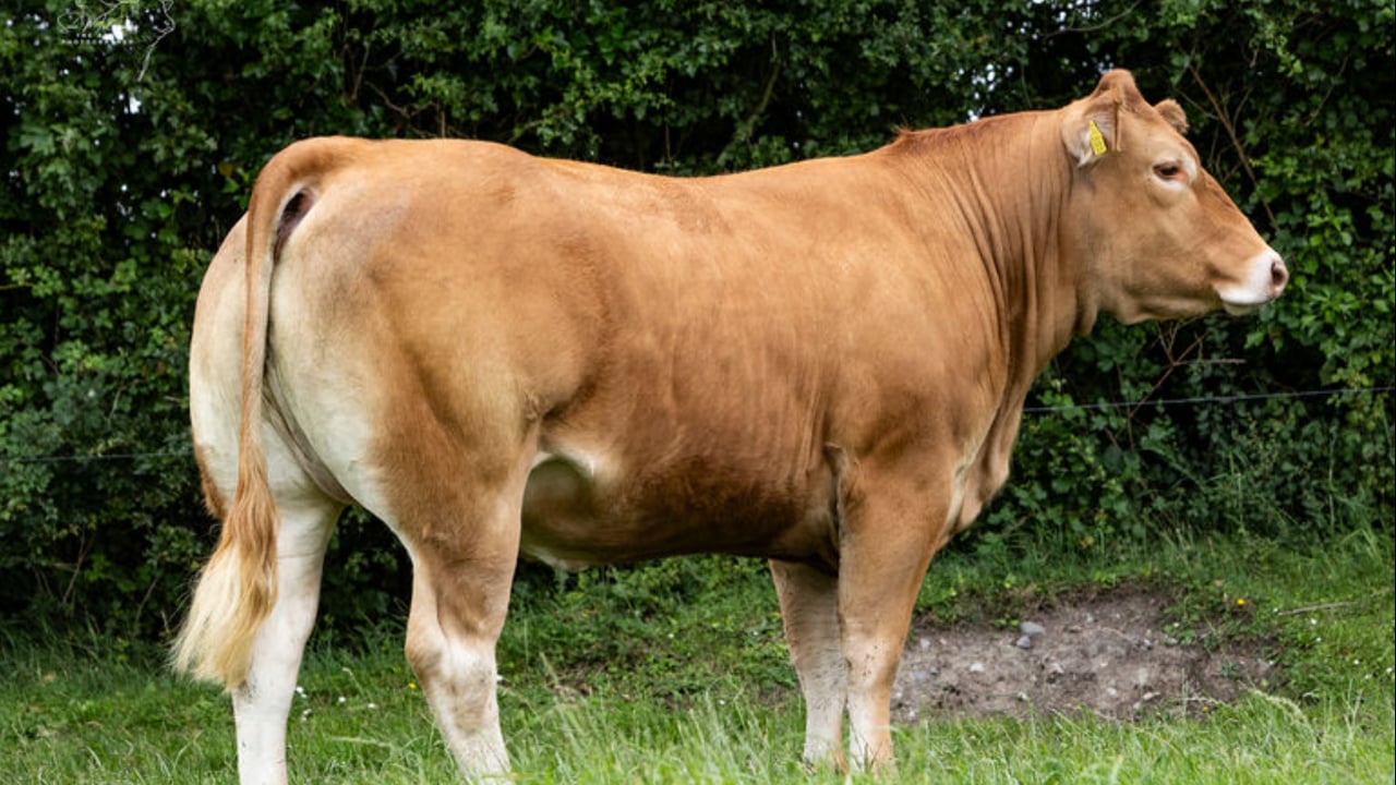 Keltic Te Kanawa sold for €13,200. Image source: MartEye