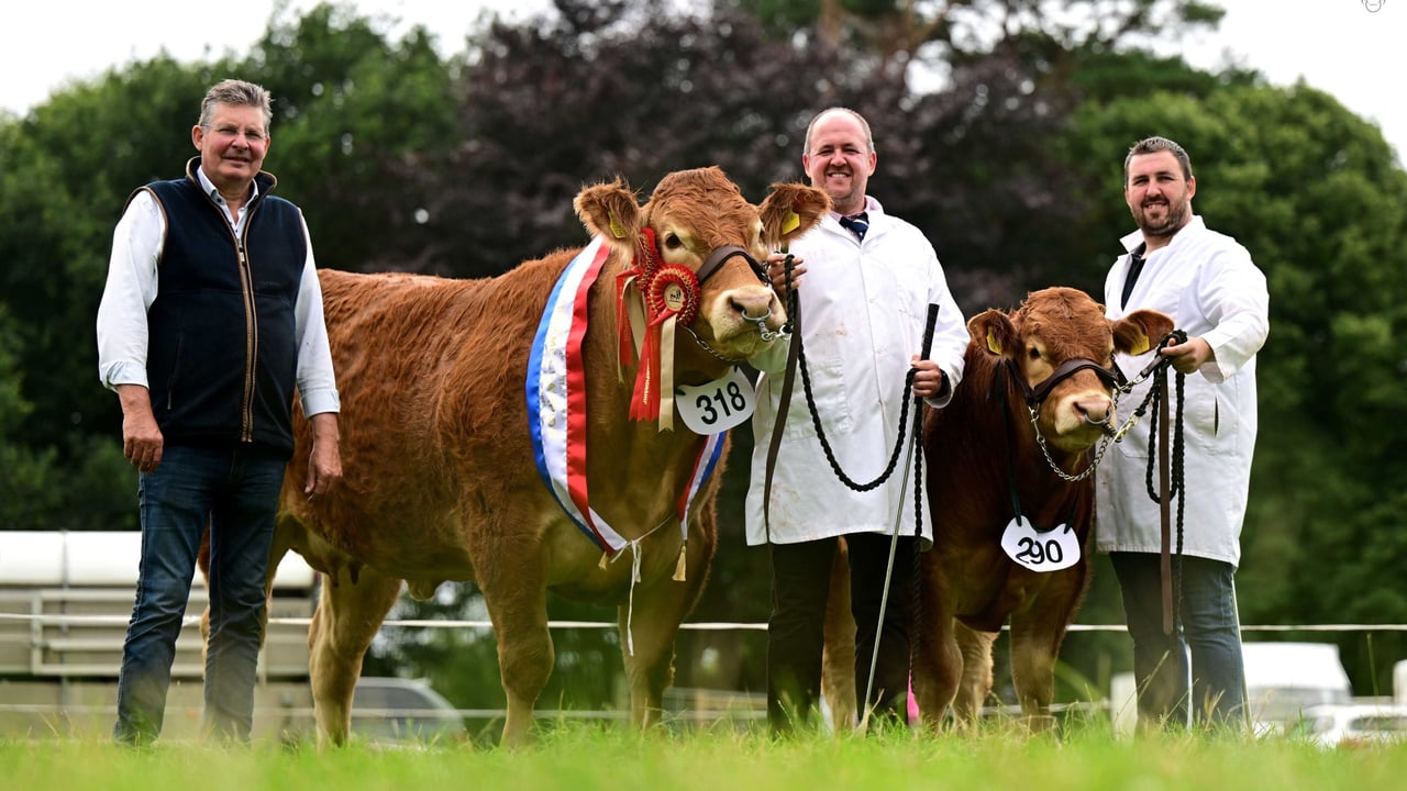 Deerpark Shakira, shown with her bull calf at foot secured the senior, female and supreme overall championship honours