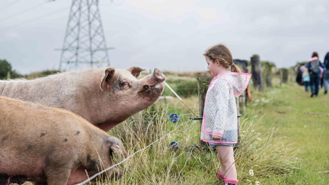 Going from dairy to diversity on Cork's Glenbrook Farm