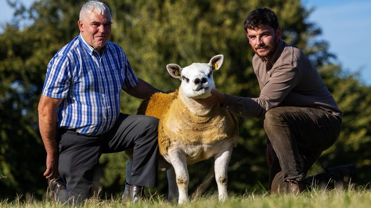 Texel ram makes €40,000 at sale in Blessington Mart