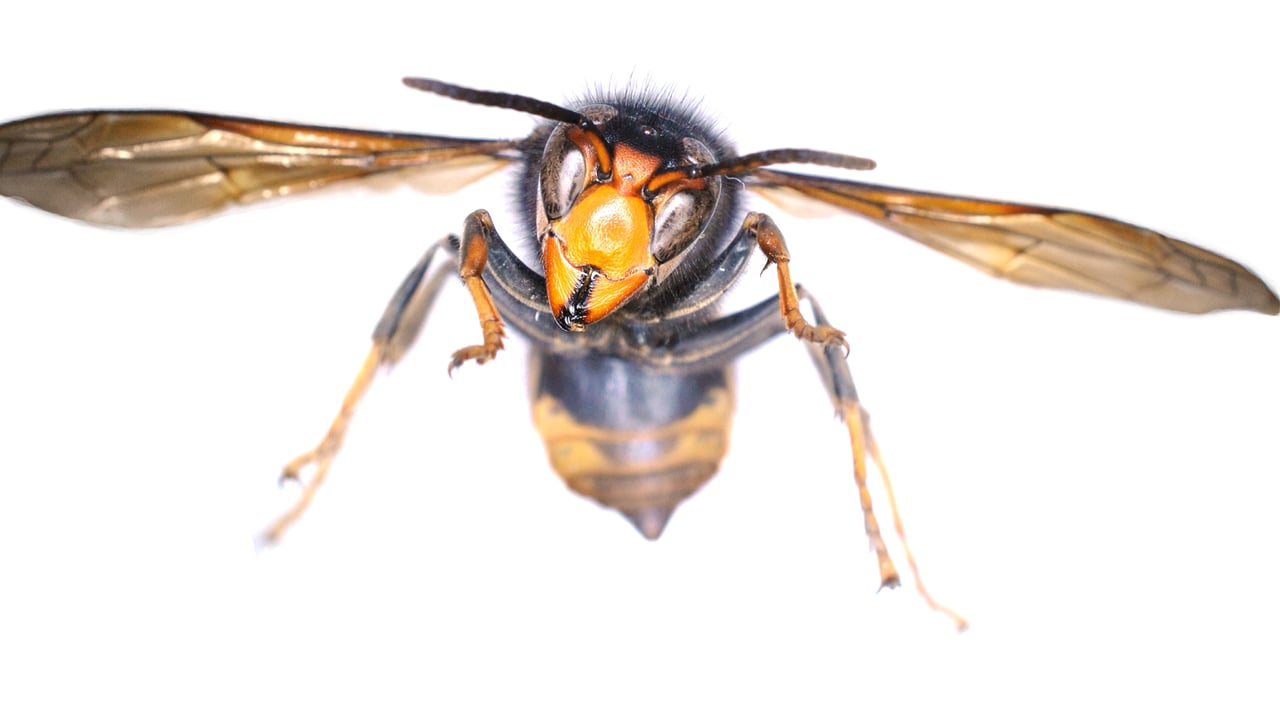 Government response underway after sighting of Asian hornet