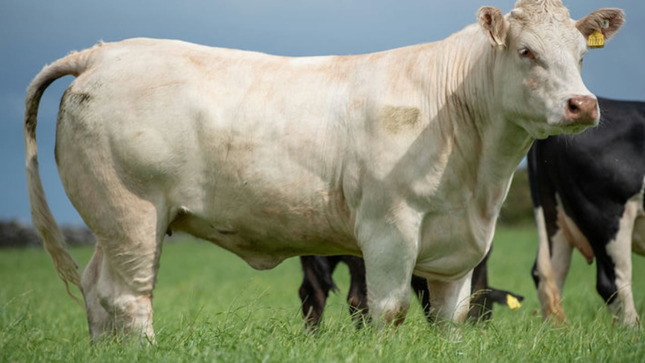 Top price of €7,300 in VetEmbryos timed auction
