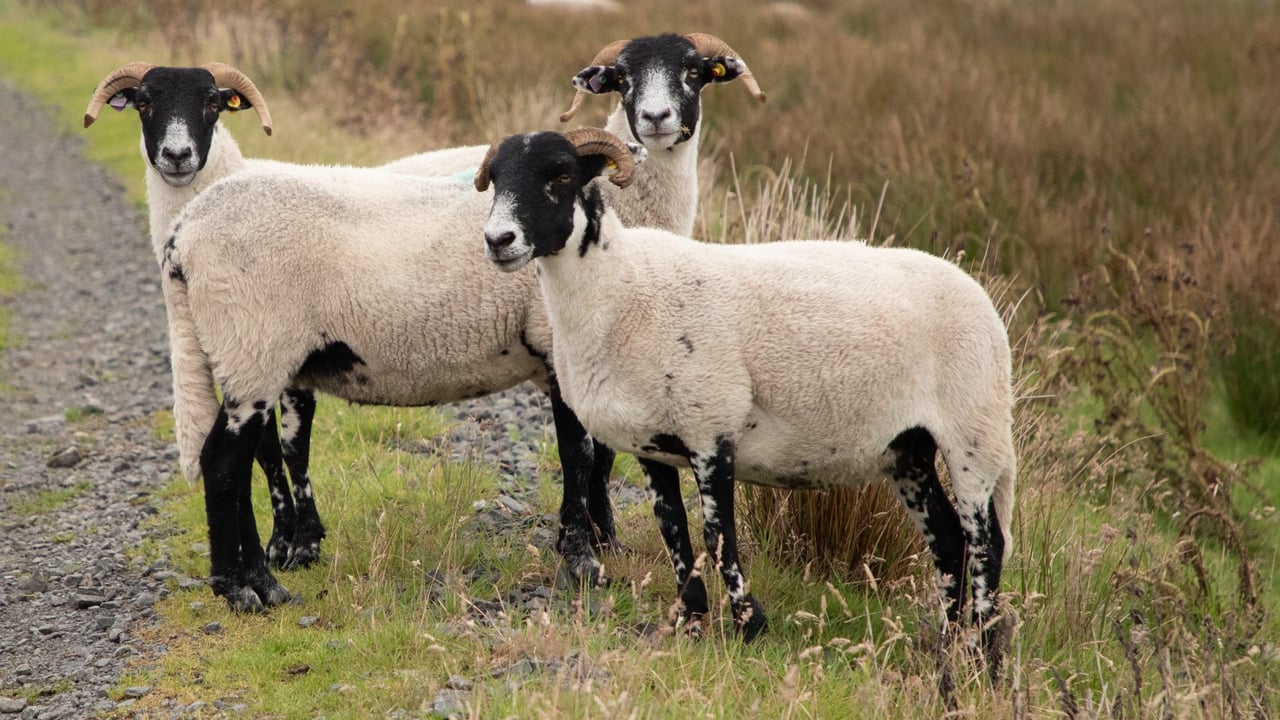 CAFRE open day to highlight productivity for sheep enterprises