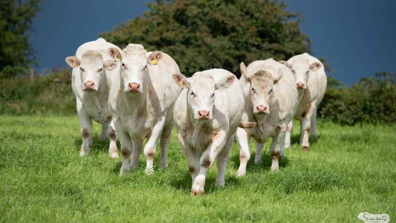 2025 selection of donors and in-calf maidens – Prime Tamara, Bostonia Tina, Goldstar Ukraine, AJ’s Tundra, AJ’s Ulaan