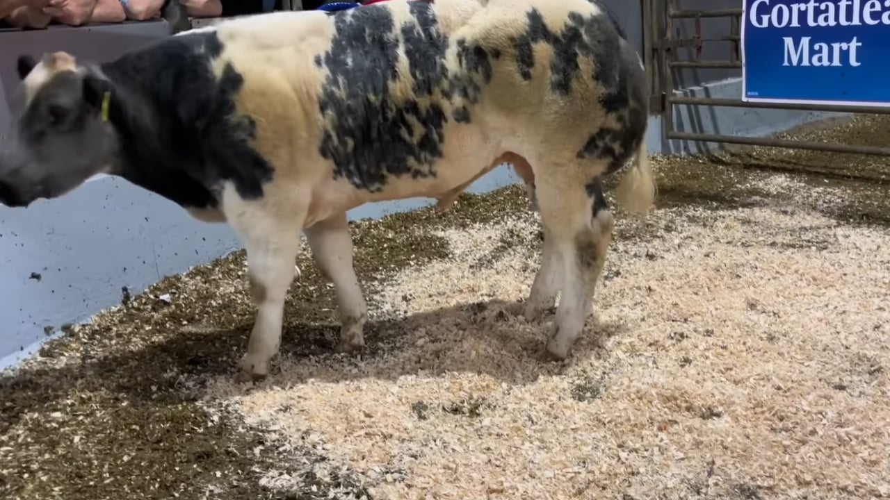 This 410kg Belgian Blue bull sold for €4,300 or €10.49/kg. Source: Gortatlea Mart 