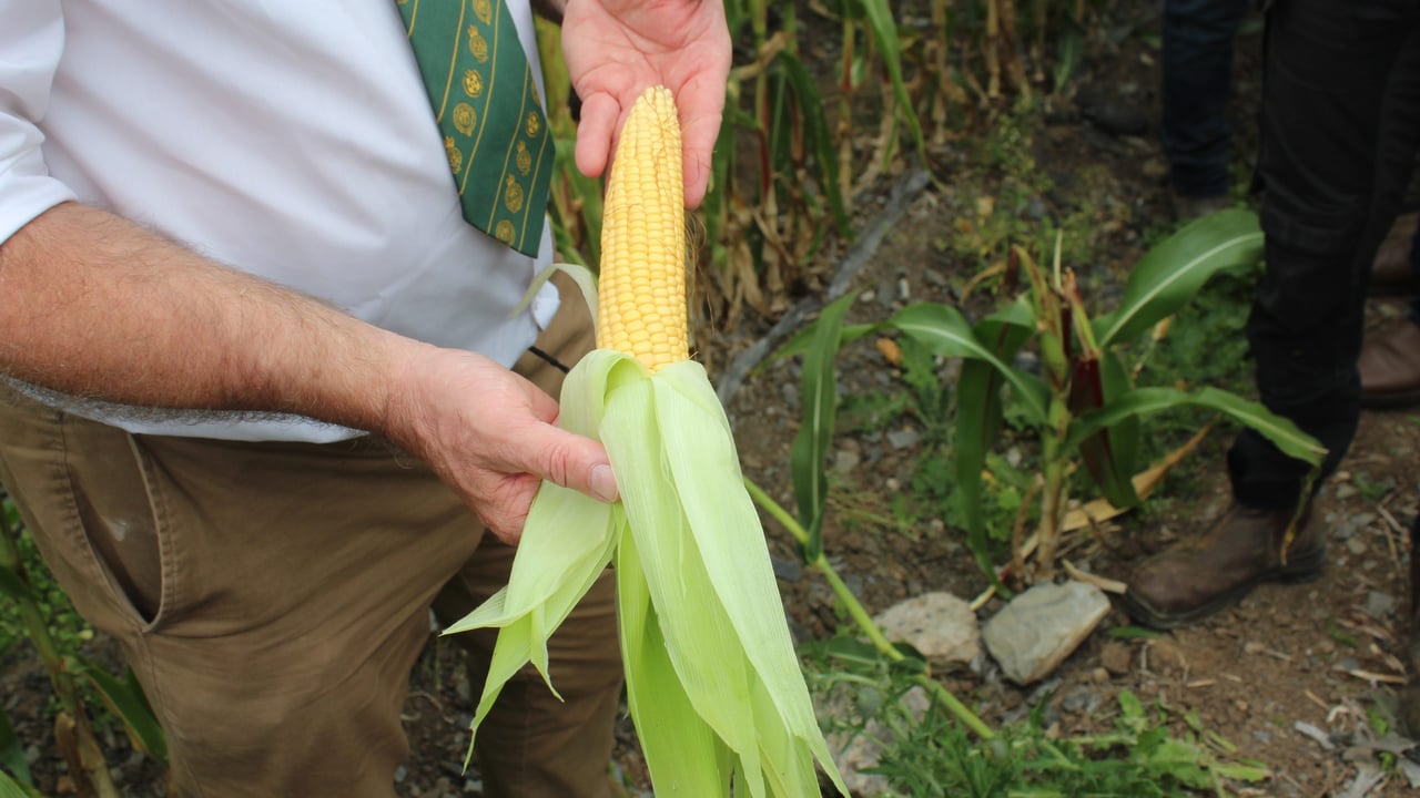 NI forage maize growers expecting earliest harvest in living memory