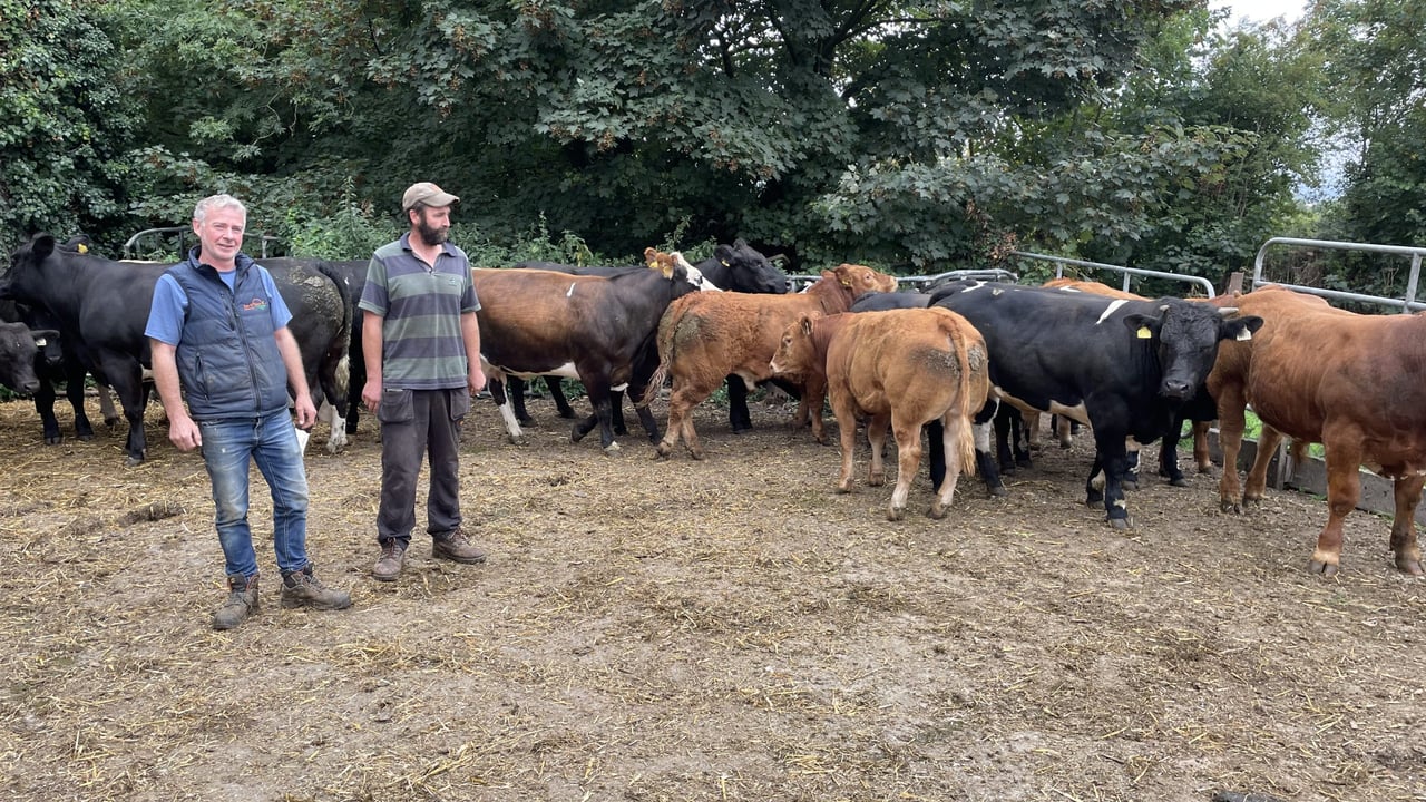 John Byrne and Micheal Collins pictured with a sample of the suckler herds' breeding in the background