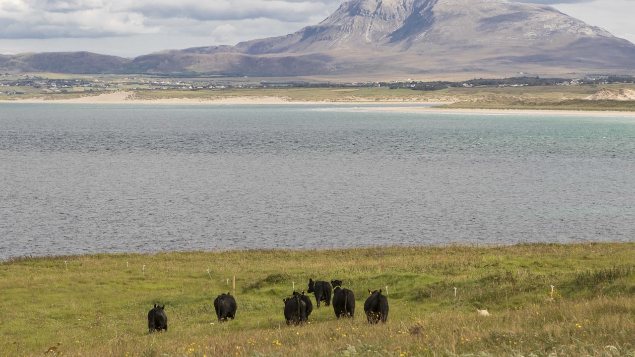 Cattle on Inis Bó Finne