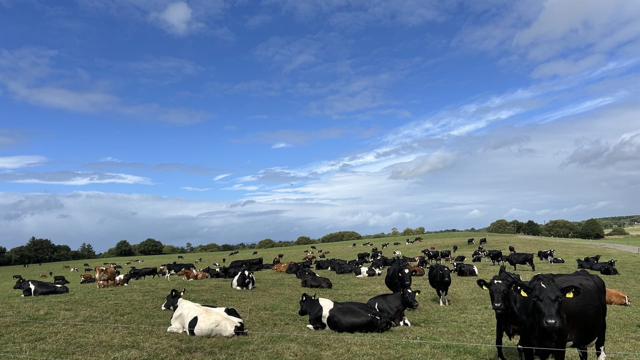 Aidan Kennedy's crossbred herd of cows out grazing before evening  milking. Milking starts at 5:30am in the morning and 2:30pm in the evening 