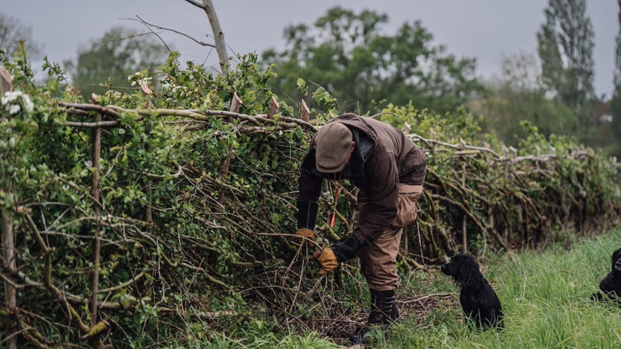 Richard Negus laying a hedge. Source: Callum McInerney Reilly