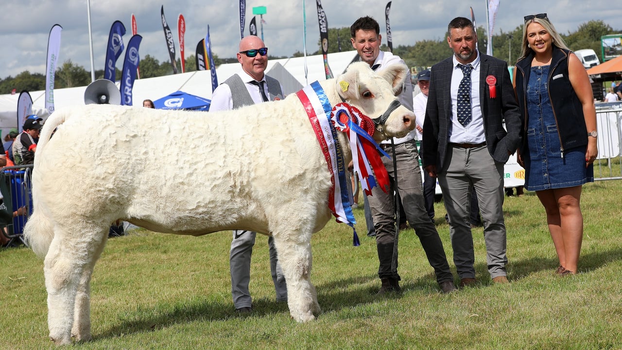 Sagesse Vera (et) Overall Charolais Champion at National Charolais Show 2025