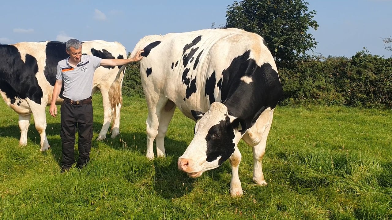 Video: Is this the biggest Holstein Friesian in Ireland?