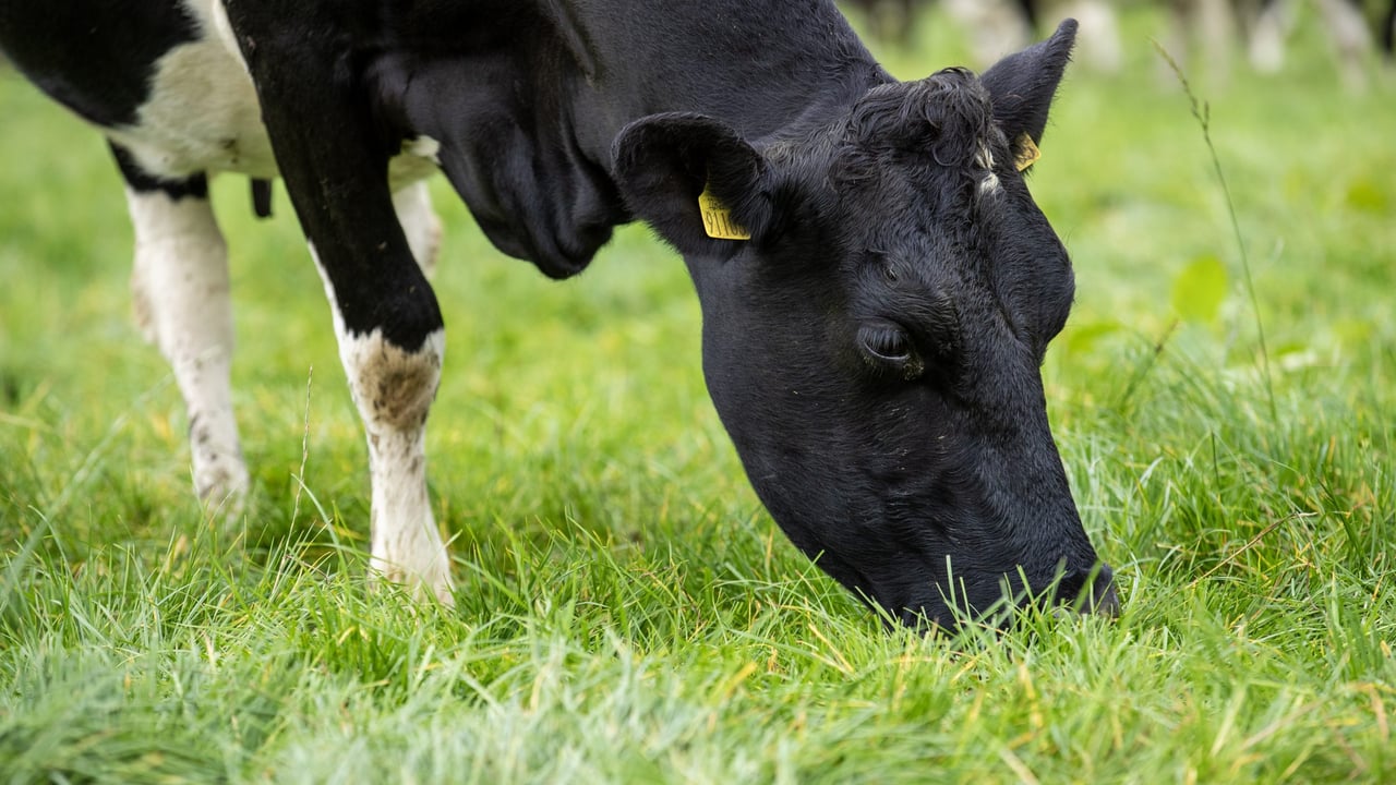 Grass remains the cheapest and most nutrient-rich feed available to Irish dairy farmers. Source: Tirlán