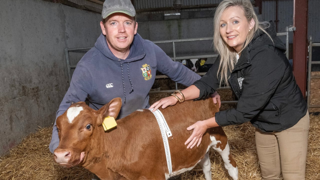 Delivering stronger, healthier calves for a Tipperary farmer