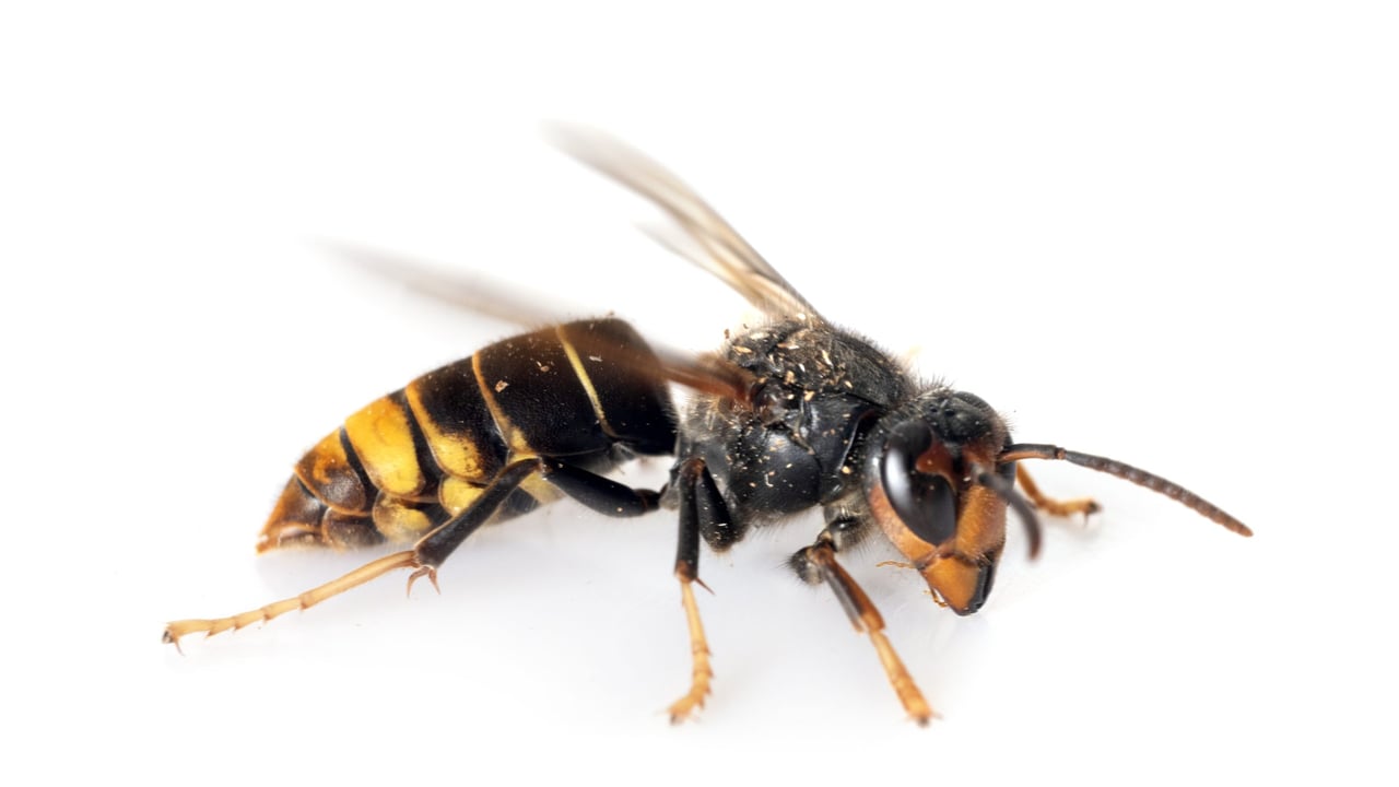 Asian hornet - Envato