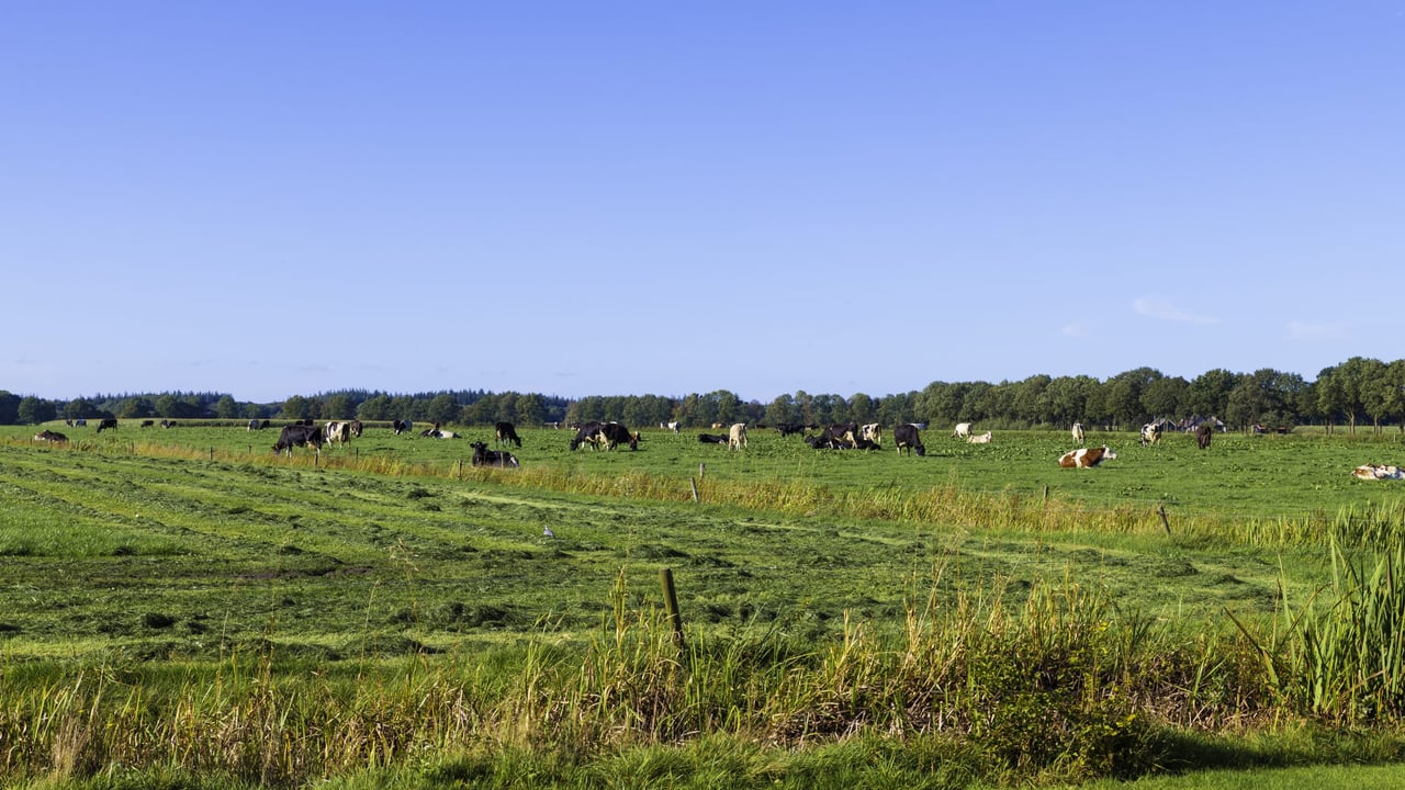 Mercosur approval a 'betrayal of EU agriculture' - EMB