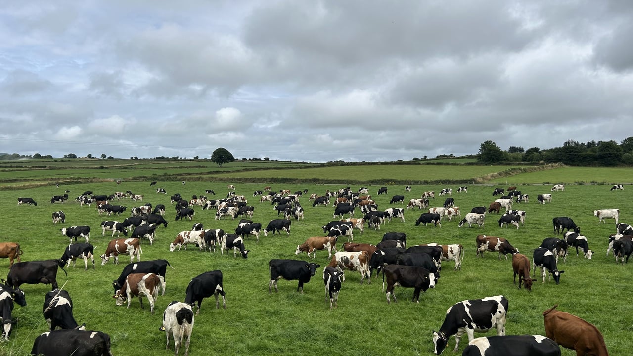 Dairy Focus: Montbeliardes &amp; weather delivering '1,000L more a day'