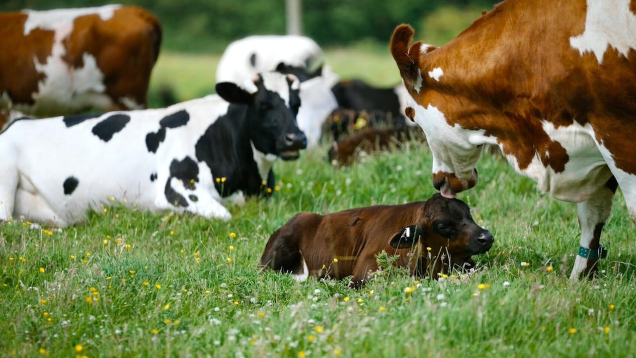 Source: 'A Dairy Story'.
