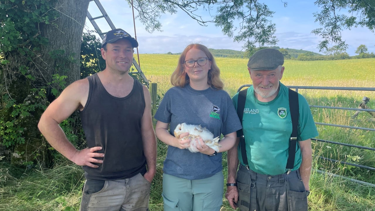 Adam and Jack Kelly with Katy Bell from Ulster Wildlife ringing this year’s barn owl chick at their farm in Ballyalton, Co. Down. 