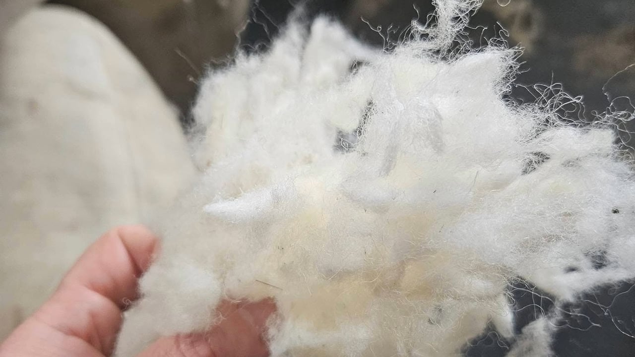 Source: Dooley Wool