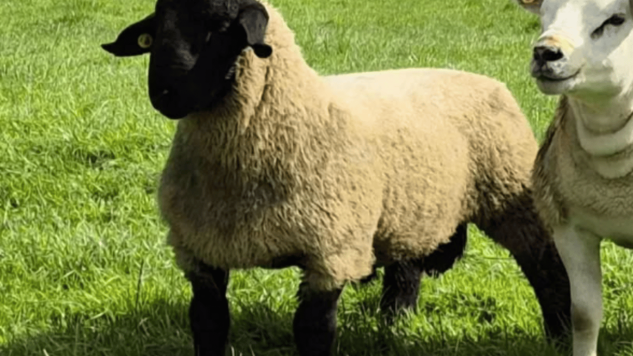 The missing ram lamb. Source: Irish Suffolk Sheep Society Facebook 