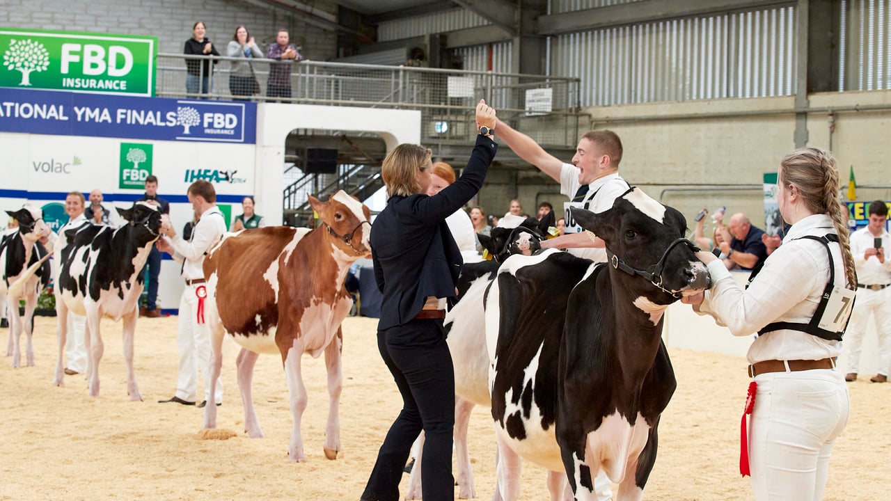 Young handlers prepare for finals at AXA National Dairy Show
