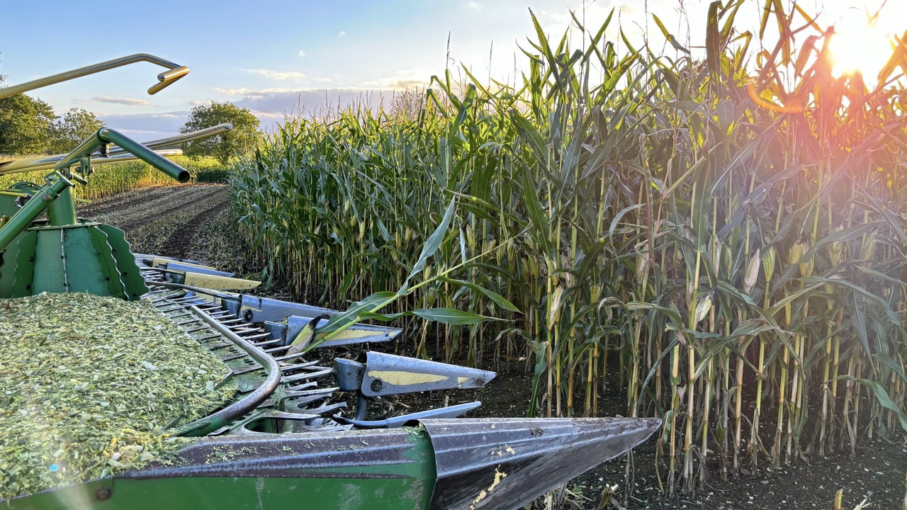 Do not overlook the potential benefits that can be achieved by preserving maize with the quality dual-acting silage inoculant, Ecocool, says Ken Stroud of Volac: Source: Volac