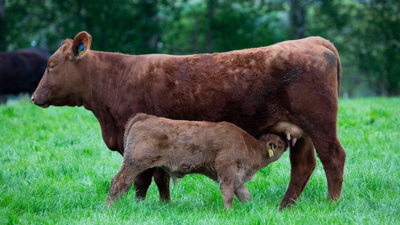 Good preparation for the upcoming calving period is a critical part of herd management