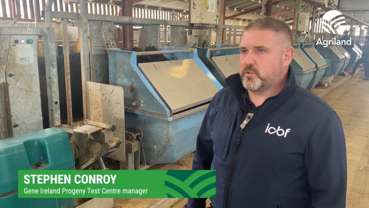 Watch: ABP Demo Farm cattle at ICBF Tully Progeny Test Centre