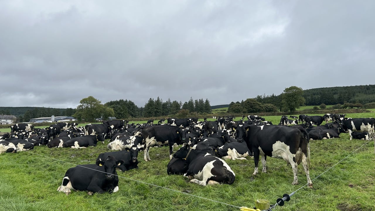 The herd of cows on the Byrne's farm