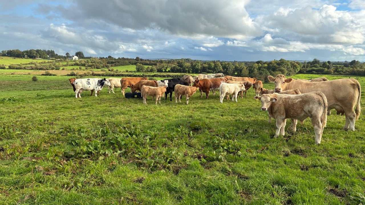 Solar-powered meal feeder in action at grass on Sligo beef farm