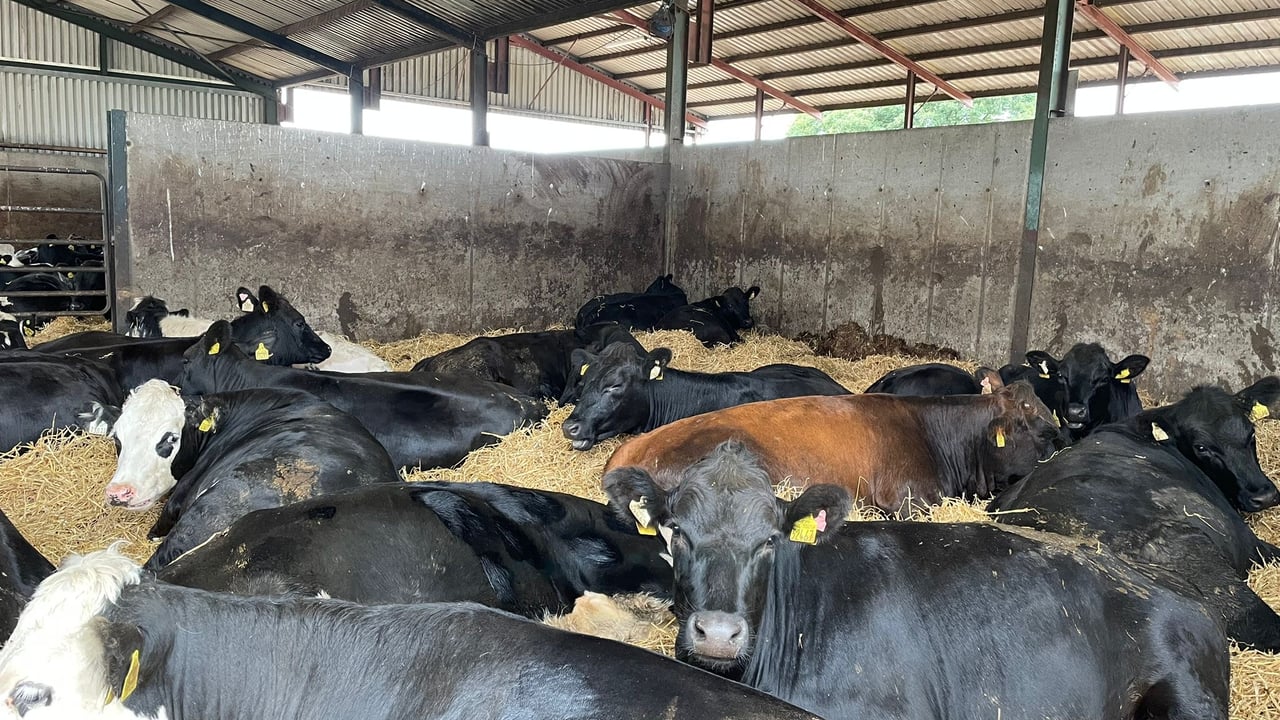 ABP Demo Farm: What weight are cattle housed at for finishing?