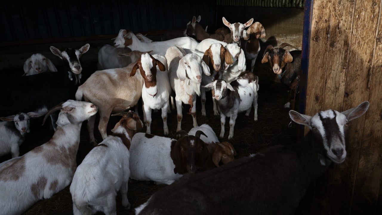 Some of the animals rescued by the RSPCA from a  Nottinghamshire farm Source: RSPCA