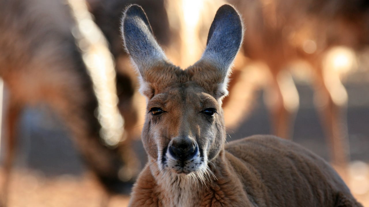 Red Kangaroo, Australia