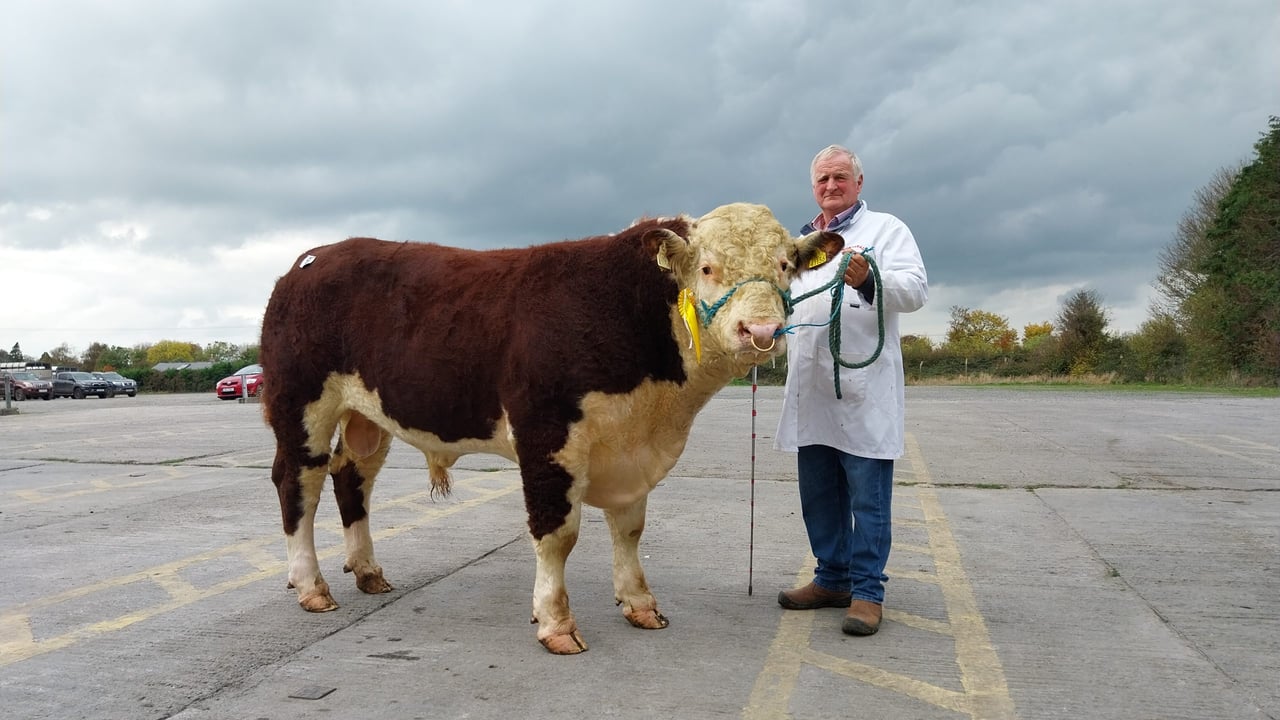Gurteragh Conor 1136 PH, owned by Michael O'Keefe from Co. Cork took the top price of €6,200 on the day
