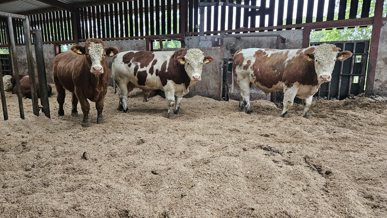 Trial zero-grazing continental bulls underway at ICBF Tully
