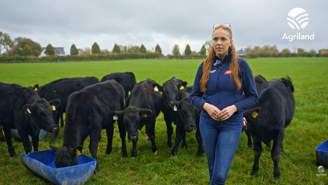 Watch: Availing of fencing and drinker funding on Trim beef farm