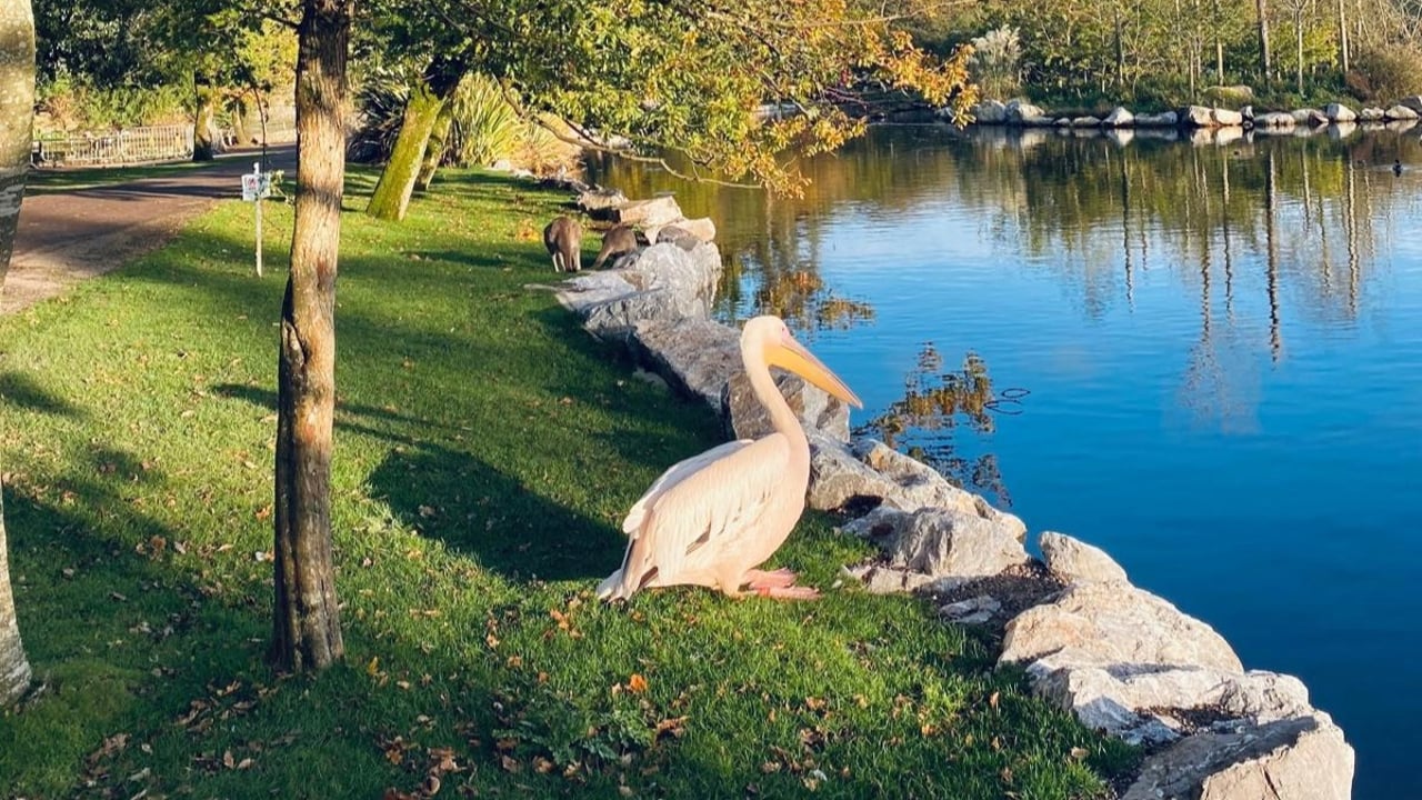 Fota Wildlife Park