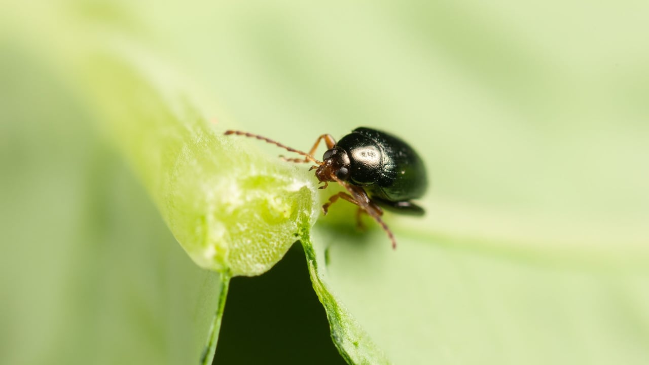 Image: Rothamsted Research