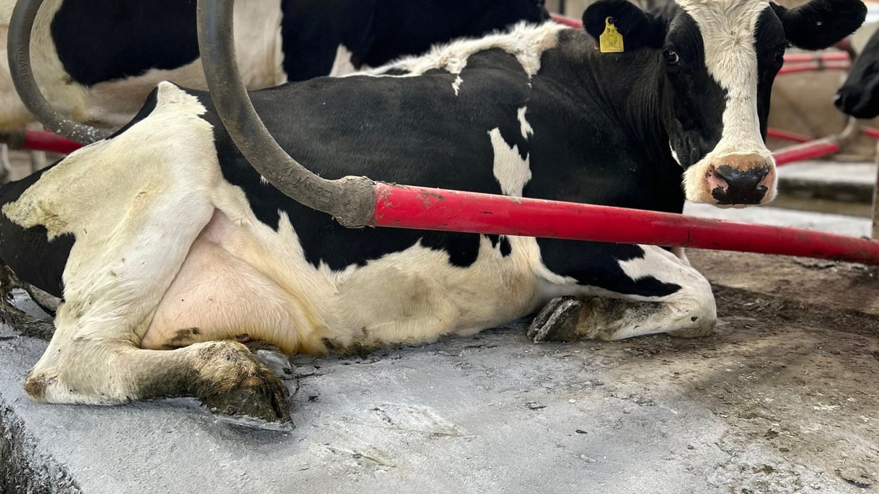 Clean, dry, and comfortable – the key to healthy cows this winter. Source: Bennettsbridge Limestone